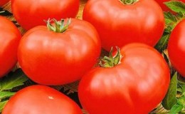 Une variété de tomates sans prétention mais très savoureuse 
