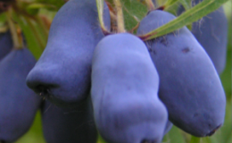 Variété de chèvrefeuille à maturité précoce 