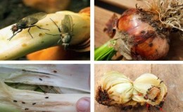 Comment se débarrasser des moucherons à l'oignon