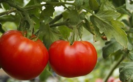 Polyvalente, productive, à maturation précoce et si appréciée des résidents d'été tomate 