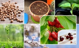 Instructions étape par étape: comment faire pousser une cerise en feutre à partir d'une pierre à la maison