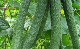 Comment entretenir les concombres miracles chinois pour obtenir une belle récolte?