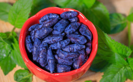 Variété de chèvrefeuille Vasyugan résistante à maturation précoce