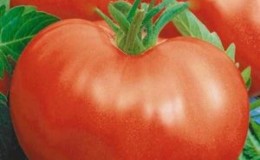 Une tomate aux fruits énormes, éprouvée depuis des décennies - 