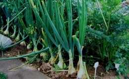 Planter des oignons avant l'hiver: est-il possible de planter après les carottes