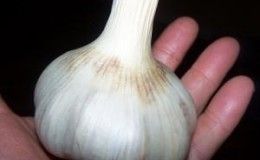 Top 30 des meilleures variétés d'ail, leurs photos avec des descriptions et aide à choisir la bonne variété