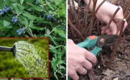 Traitement printanier du chèvrefeuille contre les ravageurs et les maladies