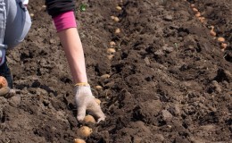 Plantation compétente de pommes de terre pour l'hiver: instructions étape par étape pour les jardiniers novices
