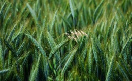 Quels sont les types et variétés d'avoine