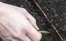 Caractéristiques de la préparation d'un lit pour les carottes à l'automne