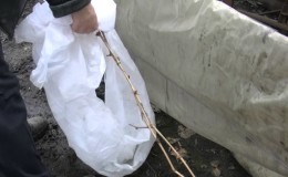 Caractéristiques du réchauffement des raisins en Sibérie: comment bien se couvrir pour l'hiver