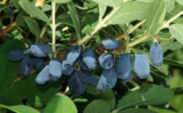 Variété de chèvrefeuille précoce résistant au gel Avacha