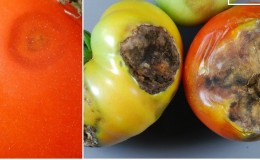 Pourquoi l'anthracnose de la tomate est si terrible: nous étudions la maladie et la combattons efficacement nous-mêmes