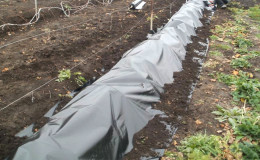 Quels sont les moyens de cacher les raisins pour l'hiver dans la voie du milieu