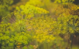 La meilleure façon de traiter l'aneth des pucerons