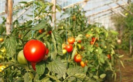 Une récolte riche même dans les régions froides: tomate 