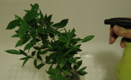 Pourquoi le citron du pays ne fleurit pas et que faire pour y remédier