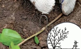 Quels sont les avantages de multiplier le chèvrefeuille par superposition et comment effectuer correctement la procédure