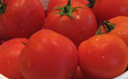 Nous obtenons un rendement élevé avec des coûts et des risques minimes, en cultivant une tomate «Kolkhozny»