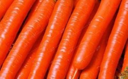 Variété sans prétention de carottes Vitamine 6