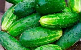 Examen de l'hybride de concombre Ajax F1: caractéristiques, avantages et inconvénients