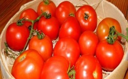 Si vous voulez obtenir une riche récolte de tomates douces au goût riche, plantez une tomate Irina sur la parcelle