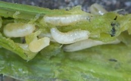 Quels sont les parasites des oignons et les méthodes avec eux