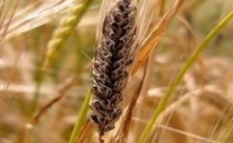 De quoi protéger les cultures: ravageurs et maladies du blé, photo et description