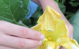 Au lieu d'ovaires sur une citrouille, une fleur stérile - que faire et comment y faire face: nous identifions les causes du problème et les résolvons