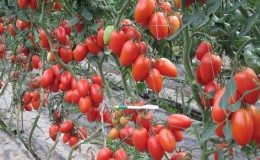 Nous cultivons indépendamment une riche récolte de tomates Kolibri pour les salades, les jus et la conservation