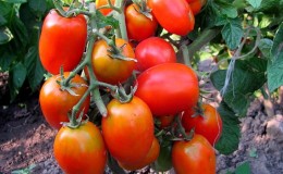 Nous obtenons le rendement maximal avec une dépense d'énergie minimale - tomate 
