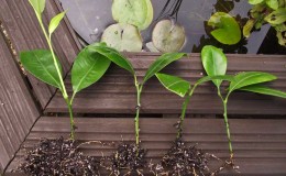Règles pour l'élevage de mandarines par boutures à la maison