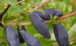 Sans prétention dans la culture variété de chèvrefeuille Blue Bird