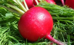 Teneur en calories du radis et propriétés utiles pour le corps humain