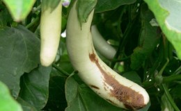 Les meilleurs moyens de traiter les maladies des aubergines: photo et description