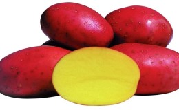 Une variété de pommes de terre mûres précoces avec un degré élevé de conservation 