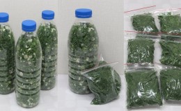 Comment garder les oignons pour l'hiver et peuvent-ils être congelés