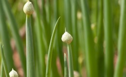 Que faire s'il y a une flèche sur l'arc et pourquoi cela peut arriver