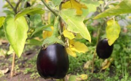 Pourquoi les feuilles d'aubergine jaunissent-elles et que faire si cela se produit