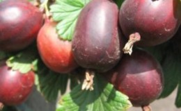 Variété de groseille infatigable Pruneaux d'éleveurs russes