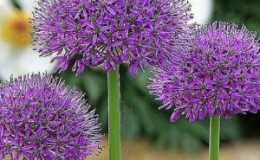 Propriétés étonnantes de l'oignon-ail Suvorov (Anzur)