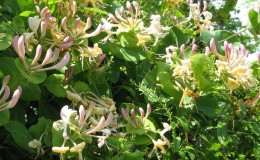 Variété décorative de chèvrefeuille 