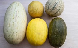 Quels sont les types et variétés de melons