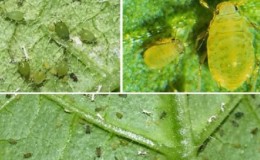 Comment traiter les concombres des pucerons pendant la fructification?