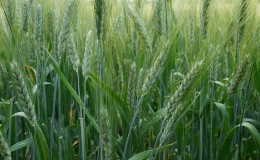 Quelles sont les variétés d'orge, leurs caractéristiques et leur description