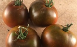 Une variété sans prétention avec une couleur inhabituelle et un goût unique - la tomate Black Prince et les particularités de sa culture