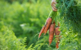 Comment déterminer quand conserver les carottes du jardin
