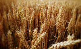 Les meilleures variétés de blé de printemps: caractéristiques de Uralosibirskaya, Darya, Omskaya et autres