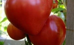 Comment faire pousser la tomate Mazarin dans le pays - instructions de la préparation des graines à la récolte