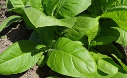 Tabac oriental doux facile d'entretien